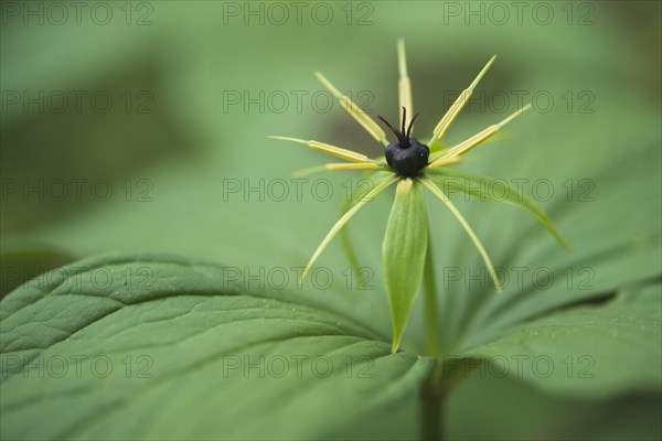 True lover's knot (Paris quadrifolia)