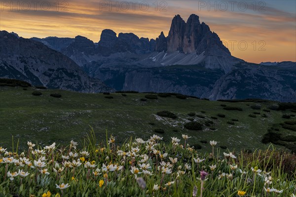 Three Peaks Massive at sunrise with White dryad (Dryas octopetala) flowers in the foreground