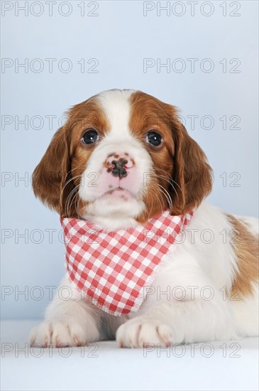 Irish Red and White Setter