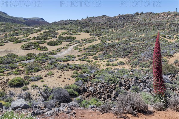 Blooming Echium wildpretii (Echium wildpretii) in volcanic landscape