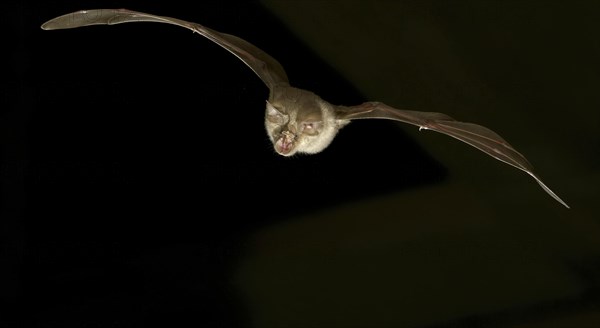 Greater horseshoe bat (Rhinolophus ferrumequinum) in flight at night