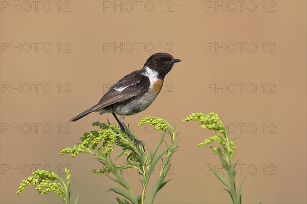 European stonechat (Saxicola rubicola)