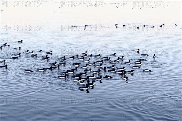 Thick-billed Murres (Uria lomvia)