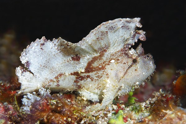 Leaf scorpionfish (Taenianotus triacanthus)