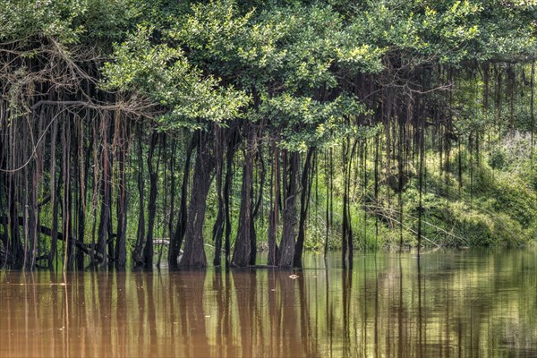 Amazon rainforest with aerial roots hanging from trees