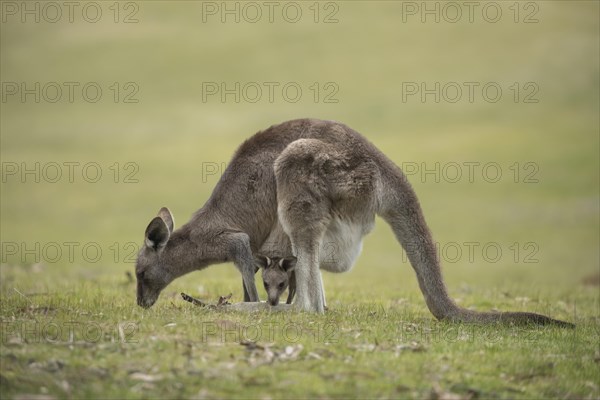 Eastern grey kangaroo (Macropus giganteus) adult and baby joey in it's mothers pouch