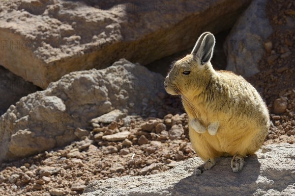 Southern Viscacha (Lagidium viscacia)