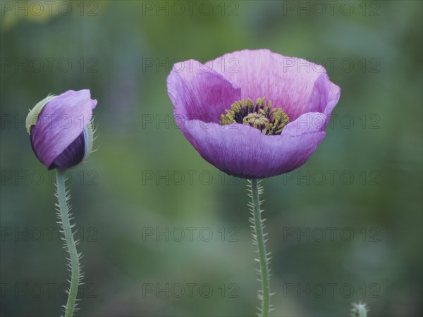 Opium poppy (Papaver somniferum)