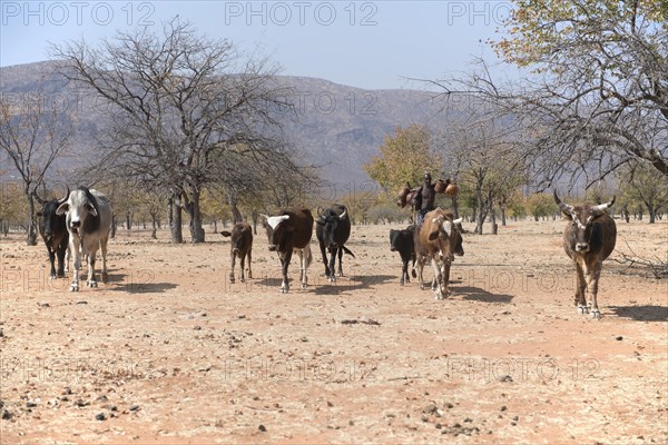 Himba man drives cattle through the dry tree savannah