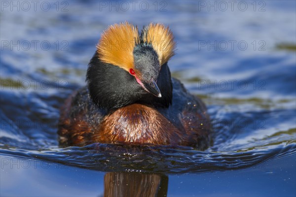 Horned Grebe (Podiceps auritus)