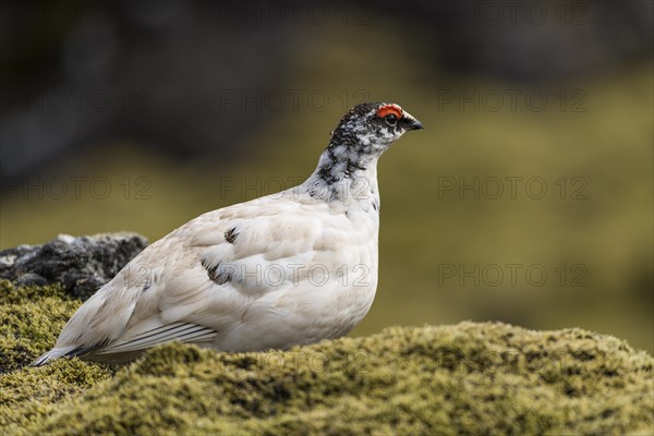 Rock Ptarmigan (Lagopus muta)