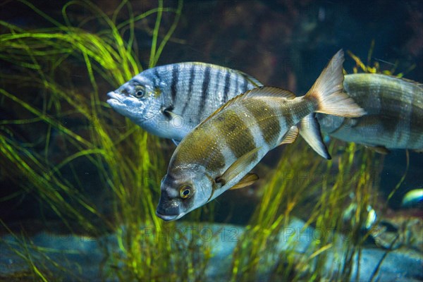 Zebra seabream (Diplodus cervinus) and sand steenbras (Lithognathus mormyrus) in an aquarium