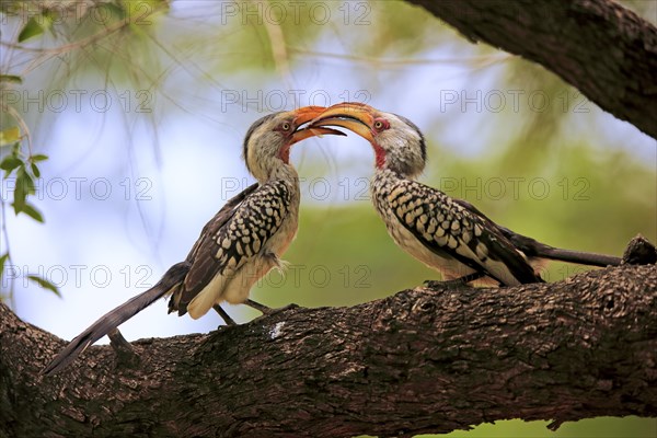 Southern Yellow-billed Hornbill (Tockus leucomelas)