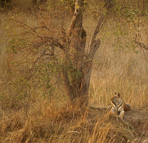 Bengal tiger (Panthera tigris tigris)