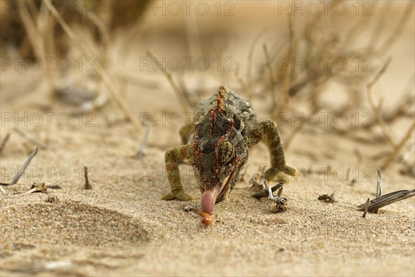 Namaqua chameleon (Chamaeleo namaquensis)