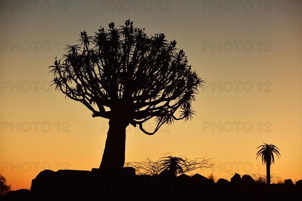 Quiver tree (Aloe dichotoma)