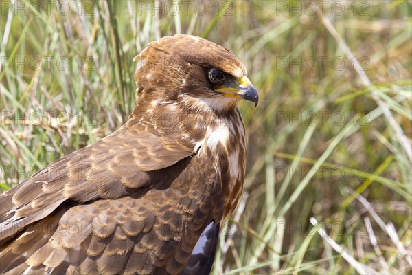 African marsh harrier (Circus ranivorus)