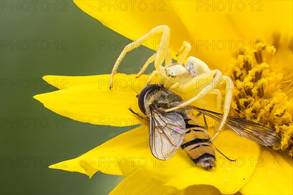 Goldenrod crab spider (Misumena vatia) with prey