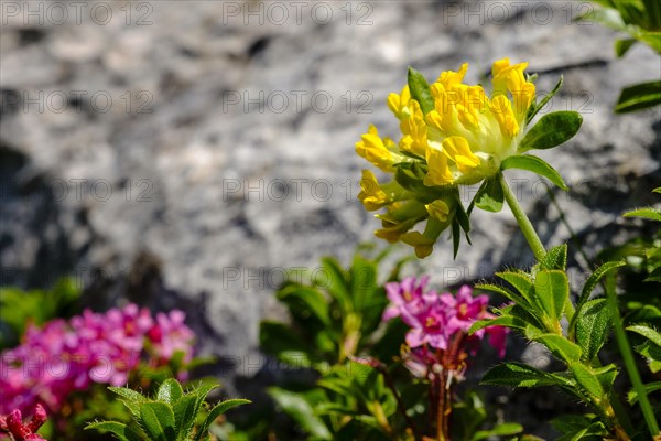 Alpine kidneyvetch (Anthyllis vulneraria alpestris)