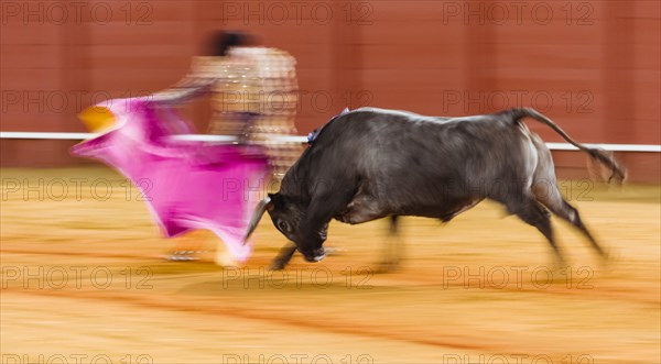 Racing bull with matador