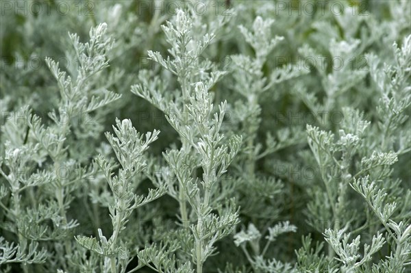 Sea wormwood (Artemisia maritima)