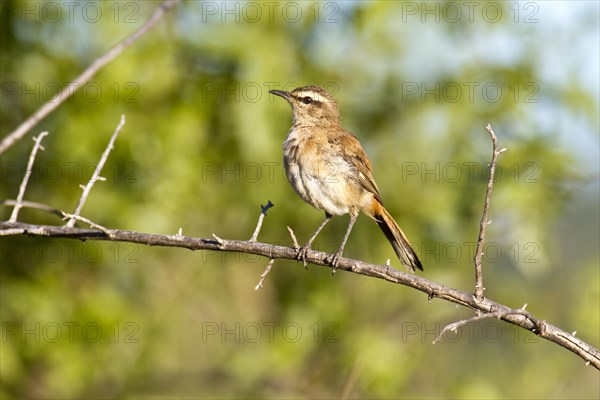 Kalahari scrub robin (Cercotrichas paena)