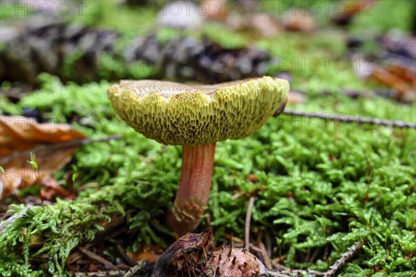 Red Cracking Bolete (Xerocomellus chrysenteron) in moss