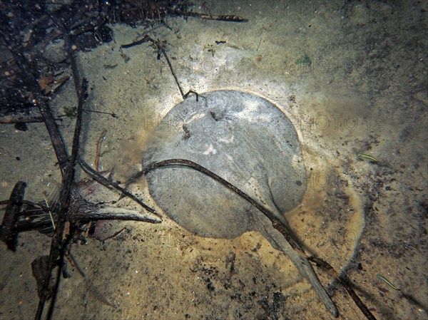 Ocellate river stingray (Potamotrygon motoro)