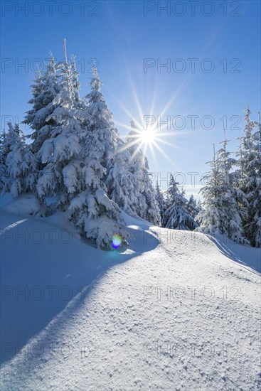 Snowy spruce (Picea abies)