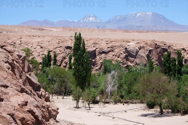 Green oasis in a riverbed