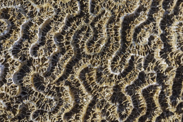 Coral fossil texture background