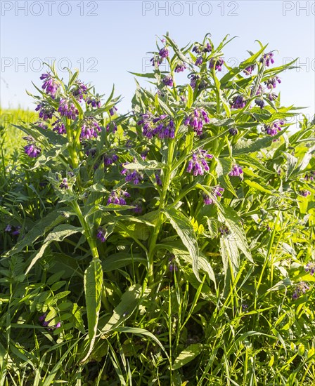 Flowering Comfrey (Symphytum)