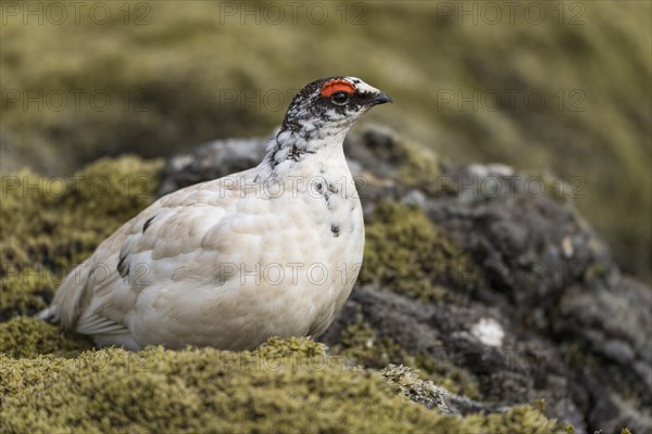 Rock Ptarmigan (Lagopus muta)