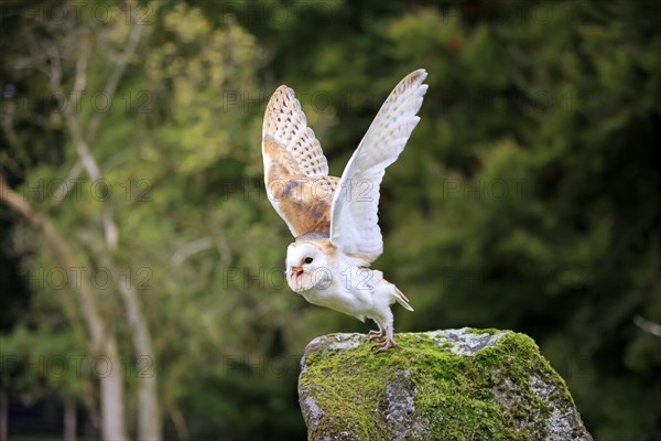 Common barn owl (Tyto alba)