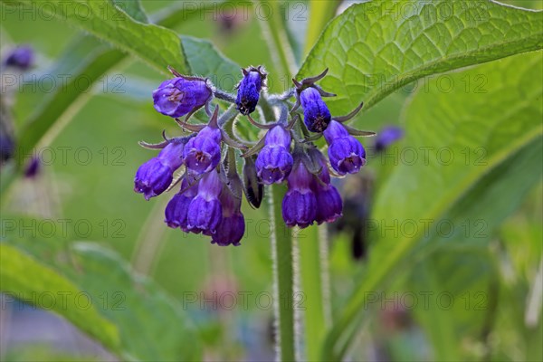 Common comfrey (Symphytum officinale)