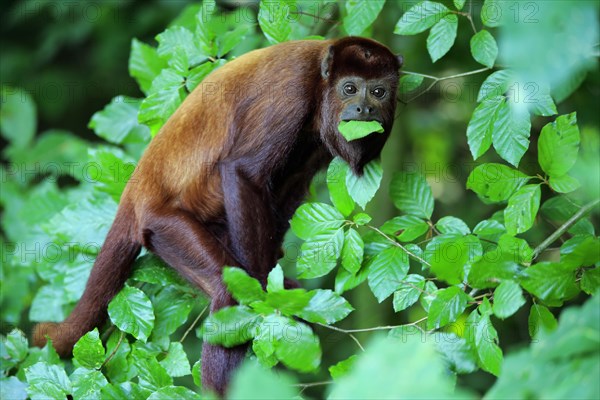 Venezuelan red howler (Alouatta seniculus)