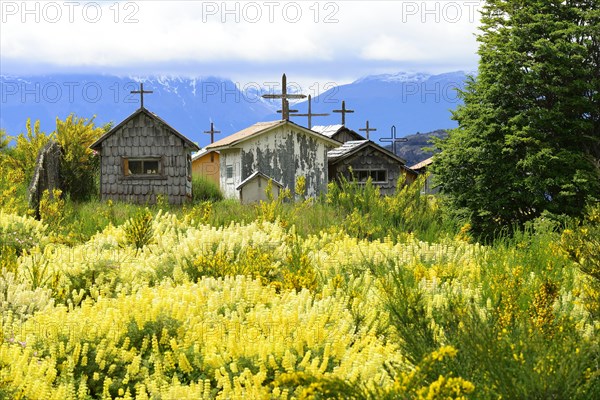 Cemetery in front of flowering yellow lupins (Lupinus)