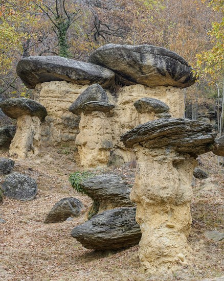 Stone Mushrooms