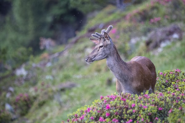 Red deer (Cervus elaphus)