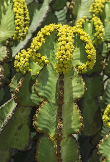 Flowering candelabra tree (Euphorbia candelabrum)