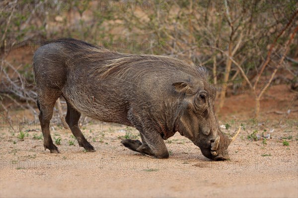 Warthog (Phacochoerus aethiopicus)