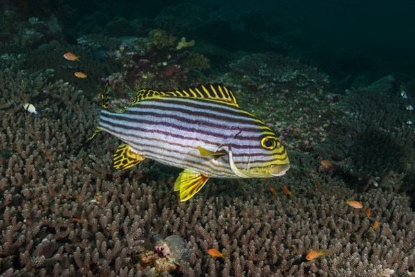 Oriental Sweetlips (Plectorhinchus vittatus) swims over coral reef