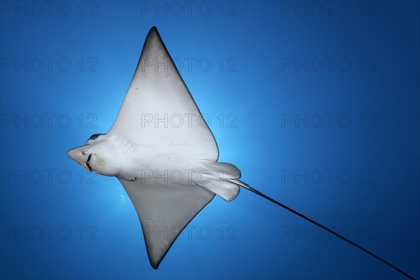 Spotted eagle ray (Aetobatus narinari)