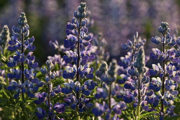 Blue Nootka lupins (Lupinus nootkatensis)