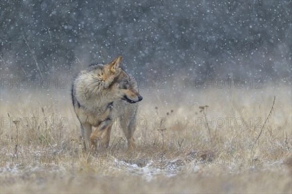 Gray wolf (Canis lupus)