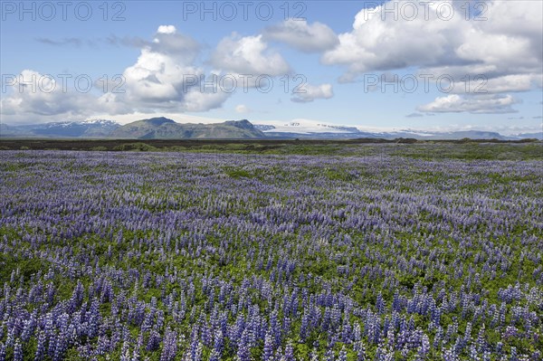 Wide landscape with Nootka lupins (Lupinus nootkatensis)