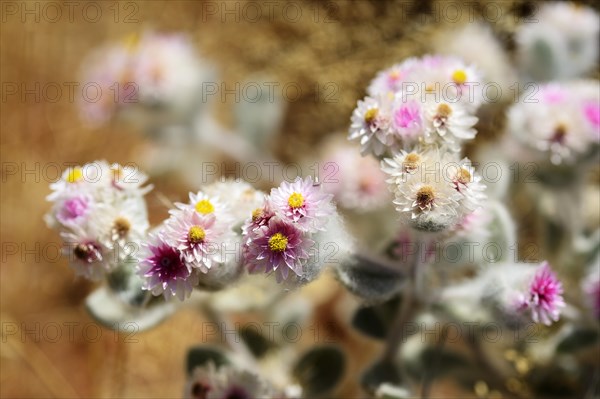 African edelweiss (Helichrysum roseo niveum)