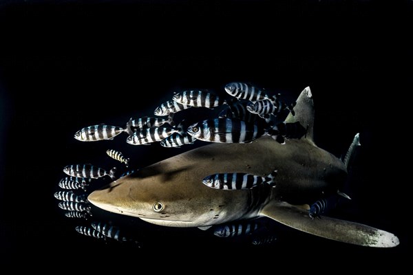 Oceanic whitetip shark (Carcharhinus longimanus) with Pilot Fish (Naucrates ductor)