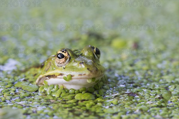 Green frog (Rana esculenta)