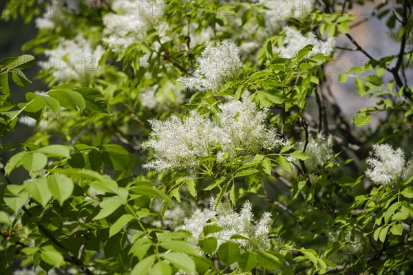 Flowering Manna ash (Fraxinus ornus)